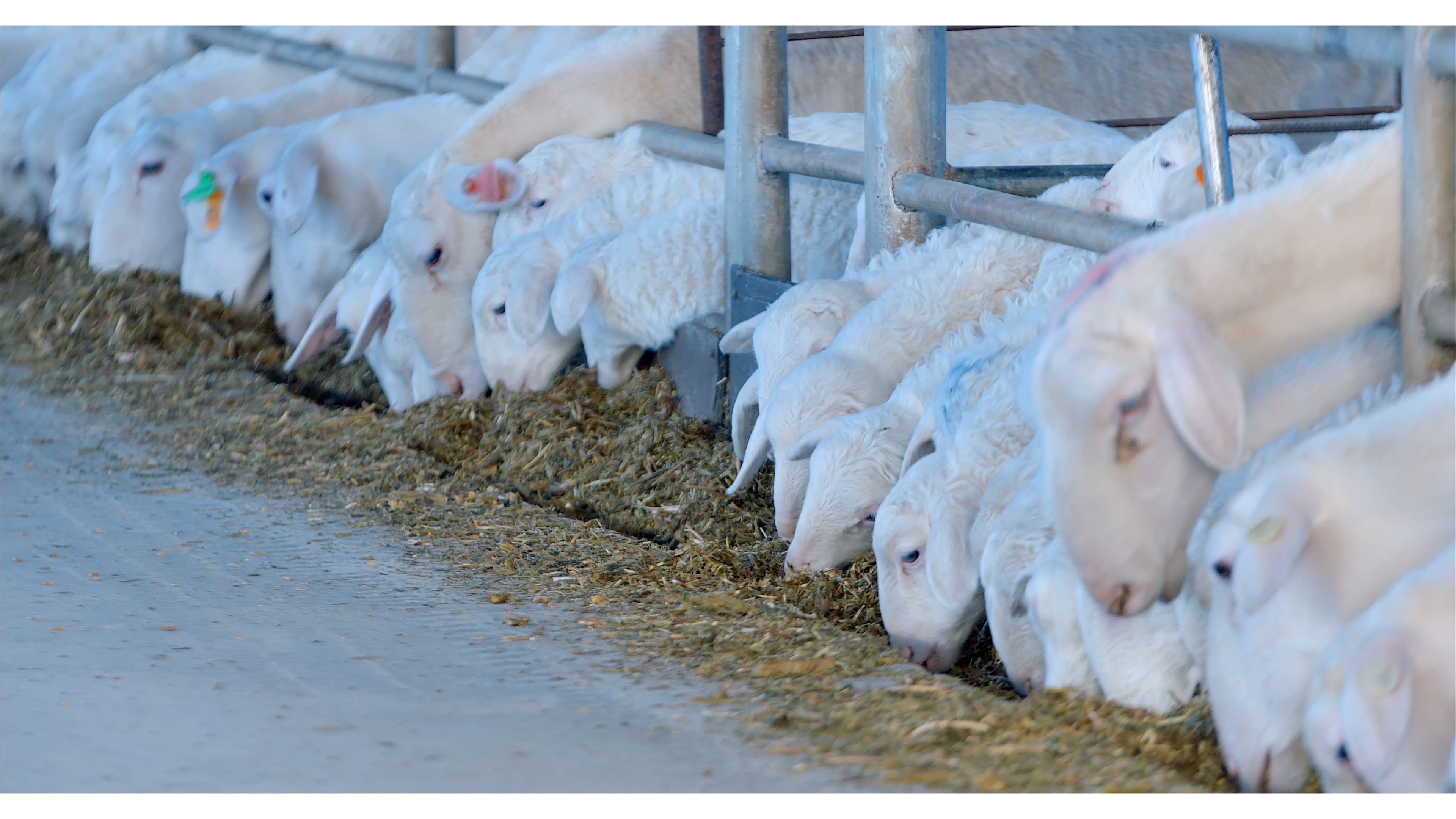 1685948500424617.jpg 照片06.jpg